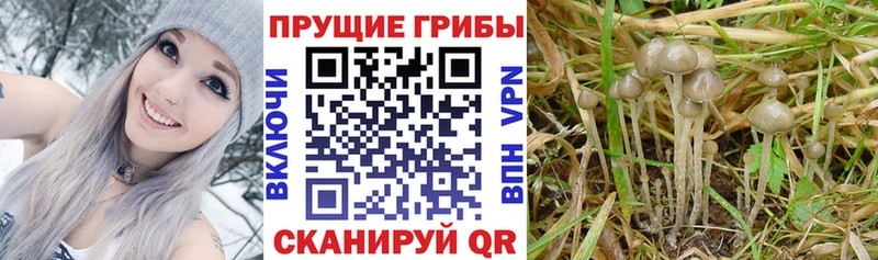 как найти наркотики  Алейск  Галлюциногенные грибы Cubensis 